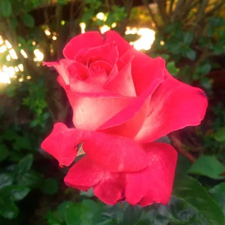 La Corte Delle Rose Bed & Breakfast Praia a Mare