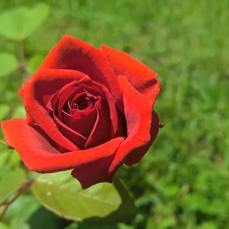 La Corte Delle Rose Praia a Mare