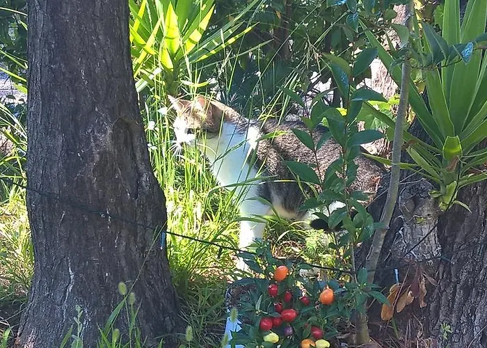 科尔特阿尔玫瑰住宿加早餐酒店