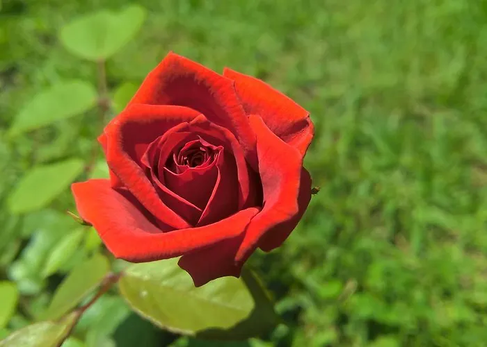 科尔特阿尔玫瑰住宿加早餐酒店 普拉亚·阿马勒